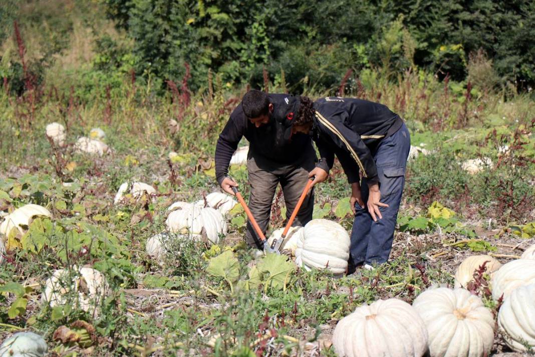 O ilimizde yetişiyor: Almanlar ve İtalyanlar kapış kapış alıyor! Çorba, lokum, marmelat, reçel yapılıyor 3